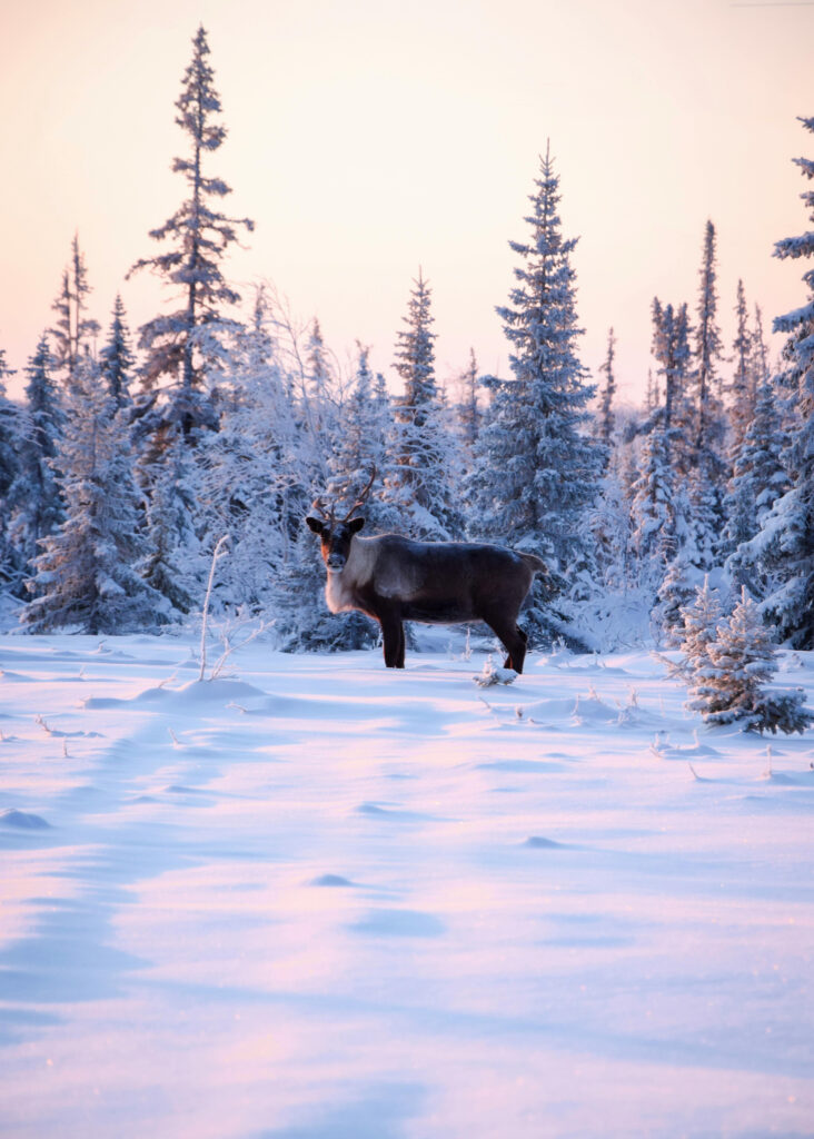 Reindeer Sledding